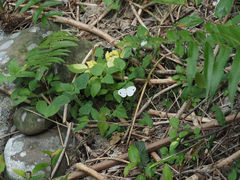 Leptosia nina niobe