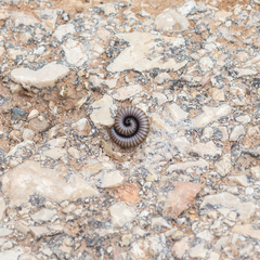 Ommatoiulus rutilans