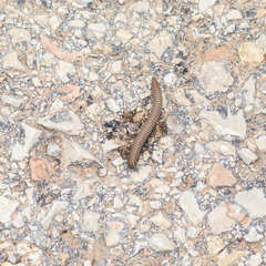 Ommatoiulus rutilans