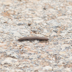Ommatoiulus rutilans