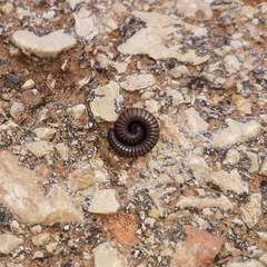 Ommatoiulus rutilans