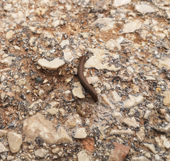 Ommatoiulus rutilans