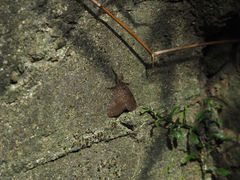 Dasychira chekiangensis