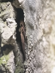 Heteropoda venatoria