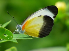 Mylothris chloris chloris