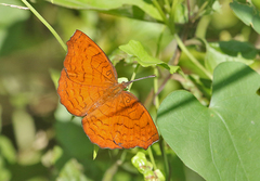 Ariadne specularia