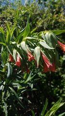 Lobostemon regulariflorus