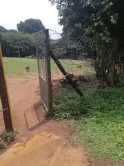 Thelotornis capensis