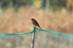 Phoenicurus auroreus