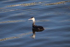 Podiceps cristatus