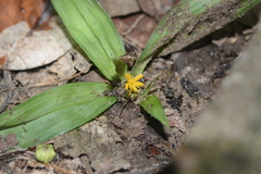 Curculigo orchioides