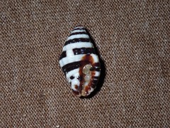 Engina zonalis