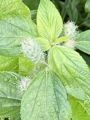 Acalypha poiretii