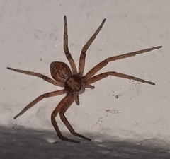 Philodromus cespitum