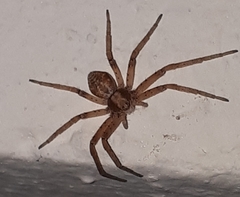 Philodromus cespitum