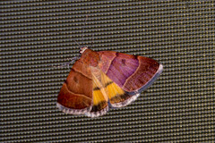 Plecopterodes moderata