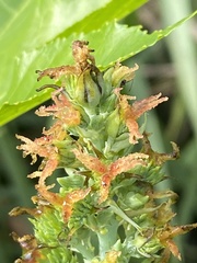 Ricinus communis