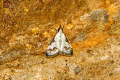 Autocharis jacobsalis