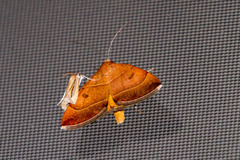 Plecopterodes moderata