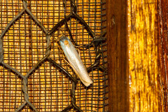 Birketsmithiola sanguicosta