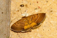 Plecopterodes moderata