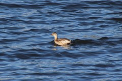 Tachybaptus ruficollis