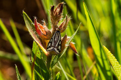 Loxostege venustalis