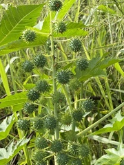 Ricinus communis