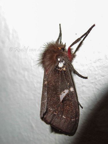 Lederhosen Moth