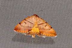 Plecopterodes moderata