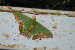 Antharmostes papilio