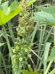 Ricinus communis