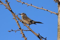 Hypsipetes amaurotis