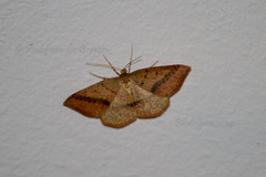 Palaeaspilates inoffensa