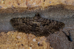 Polydesma umbricola
