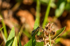 Loxostege venustalis