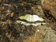 Ligdia batesii