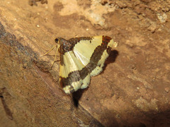 Ligdia batesii