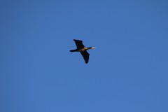 Phalacrocorax carbo