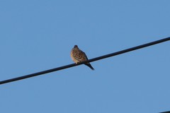 Streptopelia orientalis