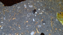 Carabus nankotaizanus