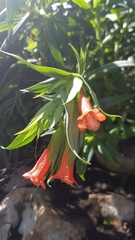 Lobostemon regulariflorus