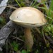 Ghost Bolete - Photo (c) Jason Hollinger, some rights reserved (CC BY)
