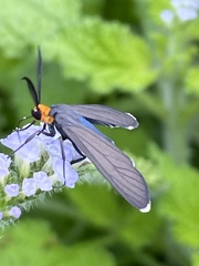 Ctenucha rubriceps