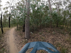 Acacia podalyriifolia