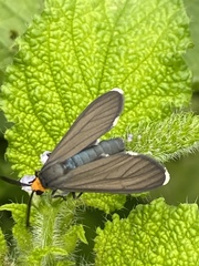 Ctenucha rubriceps