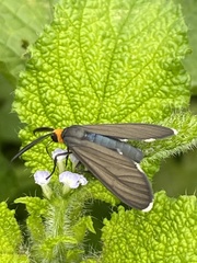Ctenucha rubriceps