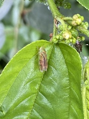 Cicadellidae