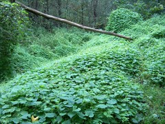 Schizopepon bryoniifolius