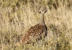 Eupodotis vigorsii vigorsii